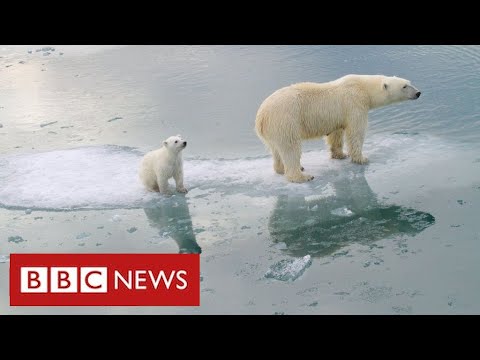 Video: Why is the number of polar bears decreasing in the Arctic?