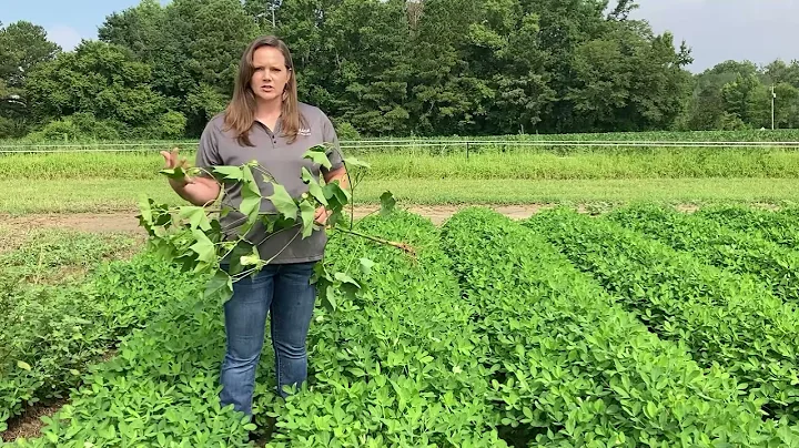 10  Jenny Calhoon - Agronomist  North Carolina and...