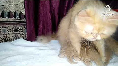 Video 11765741: persian kitten, persian mother, cat cute funny baby