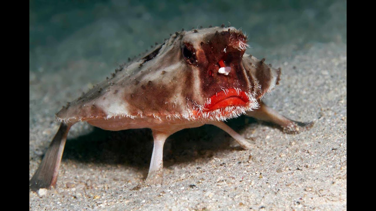 Top 10 Weirdest animals you've never heard of. YouTube