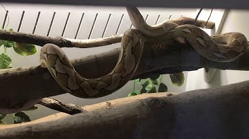 6. Tiny - a super dwarf retic climbing like a pro