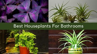 15 Houseplants That Will Thrive in Bathroom