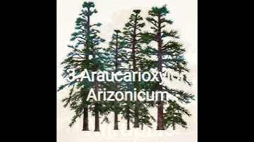 5 of the most Fascinating Extinct Trees 😢