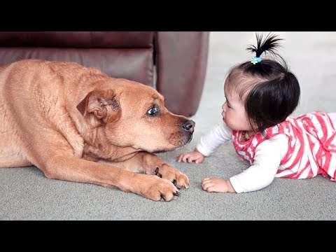 When KIDS MEET BABY ANIMALS for the FIRST TIME - Super CUTE & FUNNY