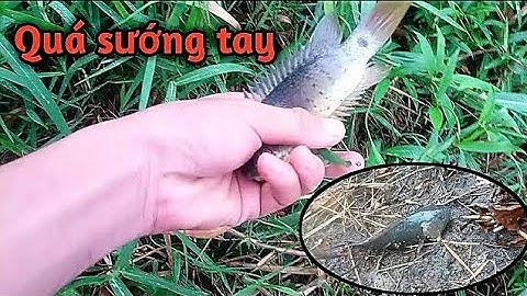 Mưa đầu mùa cá Rô đồng đua nhau lóc lên bờ_Catch perch, snakehead fish on the field