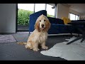 Golden Cocker Spaniel Puppy from NZ - First 6 Months の動画、YouTube動画。