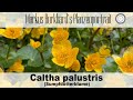 Caltha palustris - Sumpfdotterblume, Beschreibung, Ansprüche, Blütezeit, Bienenpflanze