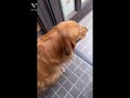 小旅行から帰宅🧳愛犬それぞれの反応😌 #shorts