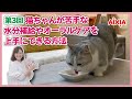 第３回「猫ちゃんが苦手な水分補給やオーラルケアを上手にできる方法」