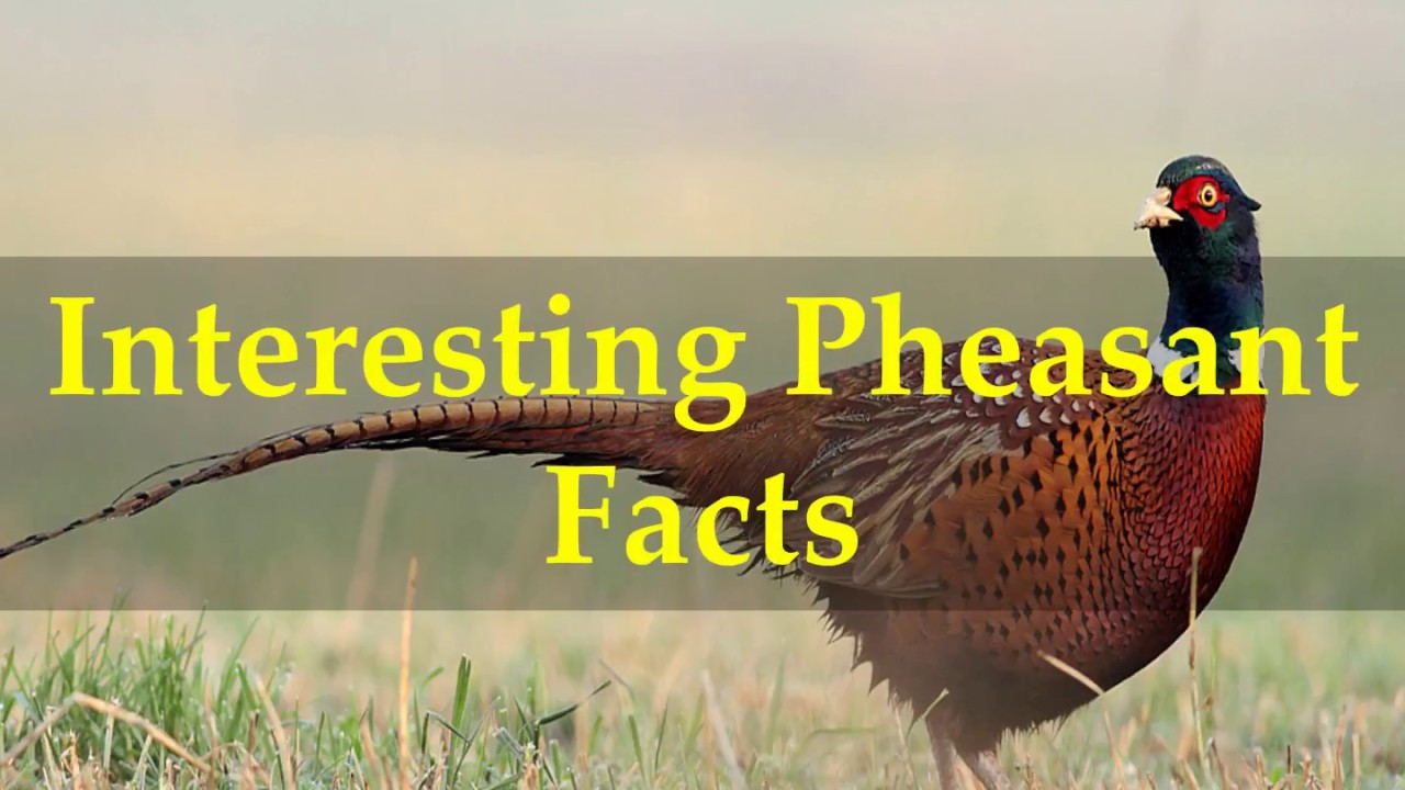 all about pheasants