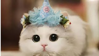 Super Cute baby Cats | Meowing | Soft cats With Beautiful Music| Relaxing Scenery screenshot 5