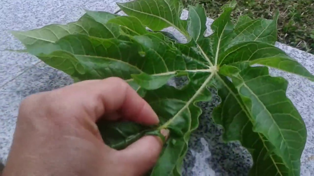 Aumenta imunidade # contra gripe forte # chá da folha de mamão # - YouTube