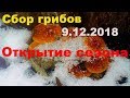 По грибы в декабре.Открытие зимнего грибного сезона 9.12.2018