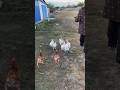 Увидели 👀 и летят за ним!!! ПИРУШКА для 🐔 #деревня #россия