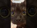 きゅるるん全開で歩いてくる黒猫…#shorts
