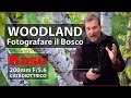 Fotografare il bosco con un bokeh artistico ed unico  recensione tele obiettivo kase 200mm f56