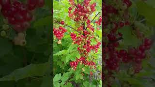 порічка червона (інша назва — смородина червона; лат. Ribes rubrum).