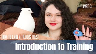 How to Earn a Pigeon or Doves Trust: Part 3 | Introduction to Training by Animal People 6,289 views 2 years ago 11 minutes, 56 seconds