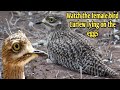 شاهد رقود طائر الكروان المغربي على البيض Curlew