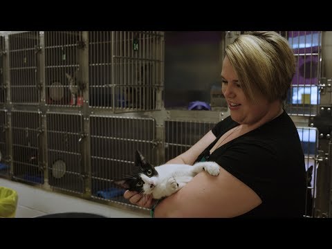 theCITY EP82 Animal Shelter Manager