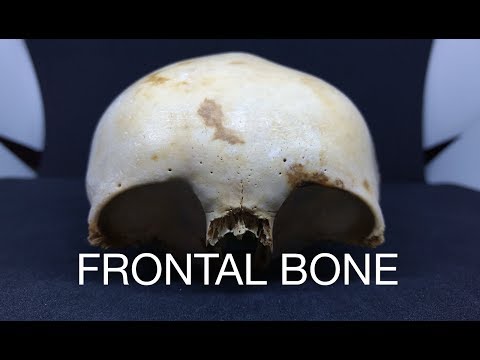 FRONTAL BONE
