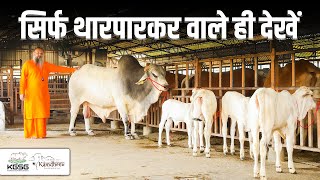 सिर्फ थारपारकर वाले ही देखें | Tharparkar Cows | Kamdhenu Gaushala | 3132 Semen | KGSG |