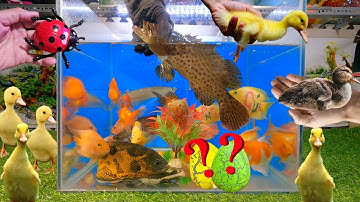 Tổng hợp các video cá cảnh đẹp, động vật dễ thương, vịt, cá mú, cá rồng, cá khủng long, cua