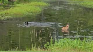 Bear attacks buck in water.