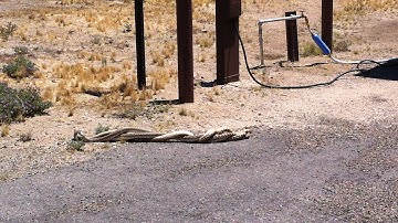Three Gopher snakes mating at Catalina State Park Tucson Arizona