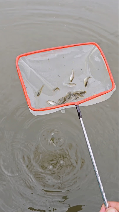 Seser ikan saringan ikan