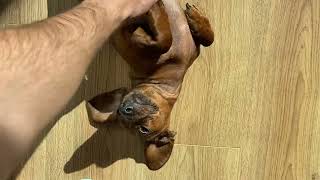 What happens when you stop petting a mini dachshund?