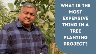 Which is the most expensive thing in a tree plantation project?