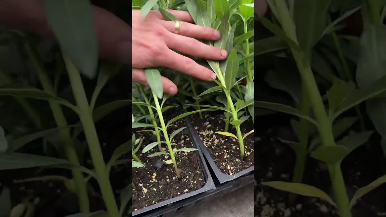 What do hairy balls look like?