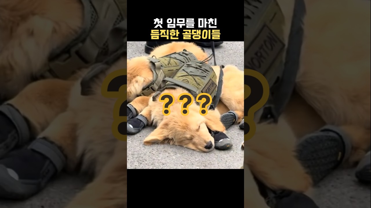 첫 임무를 마친 듬직한 군견 훈련생들
