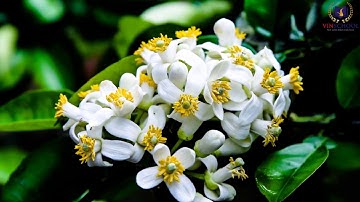 Lớp 4 - Tập làm văn: Luyện tập miêu tả cây cối