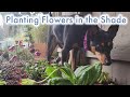 What are good plants for the shade that will flower lenten roses pulmonaria and primrose