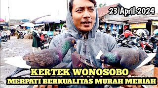 Merpati berkualitas dana pelajar.!! Pasar kertek Wonosobo terbaru | jalur cepat 085728103354