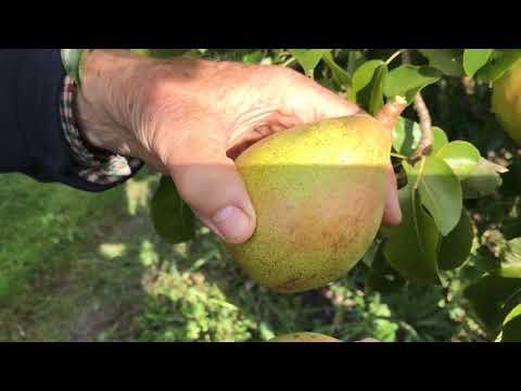 Video: Comice Pear Trees – Cultivarea perilor comice în grădina de acasă
