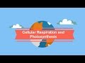 Photosynthesis and Cellular Respiration: The Energy Exchange in Nature