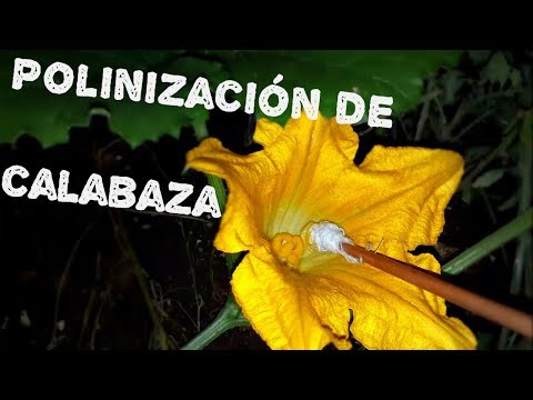 Video: Fertilizante Para Calabaza