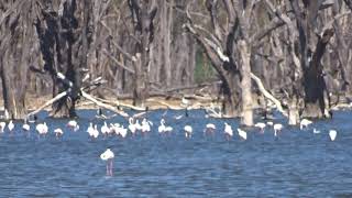 LAKE NAKURU - FLAMINGOS - Abril 2019