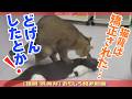 【福岡 筑後弁アテレコ】俺…猫なのに…猫背を矯正された…お前も気をつけろ…うっ… 爆笑アテレコ