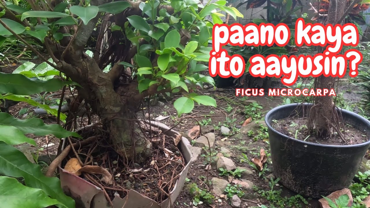 Paano aayusin ang bagong harvest na ficus microcarpa bonsai material?
