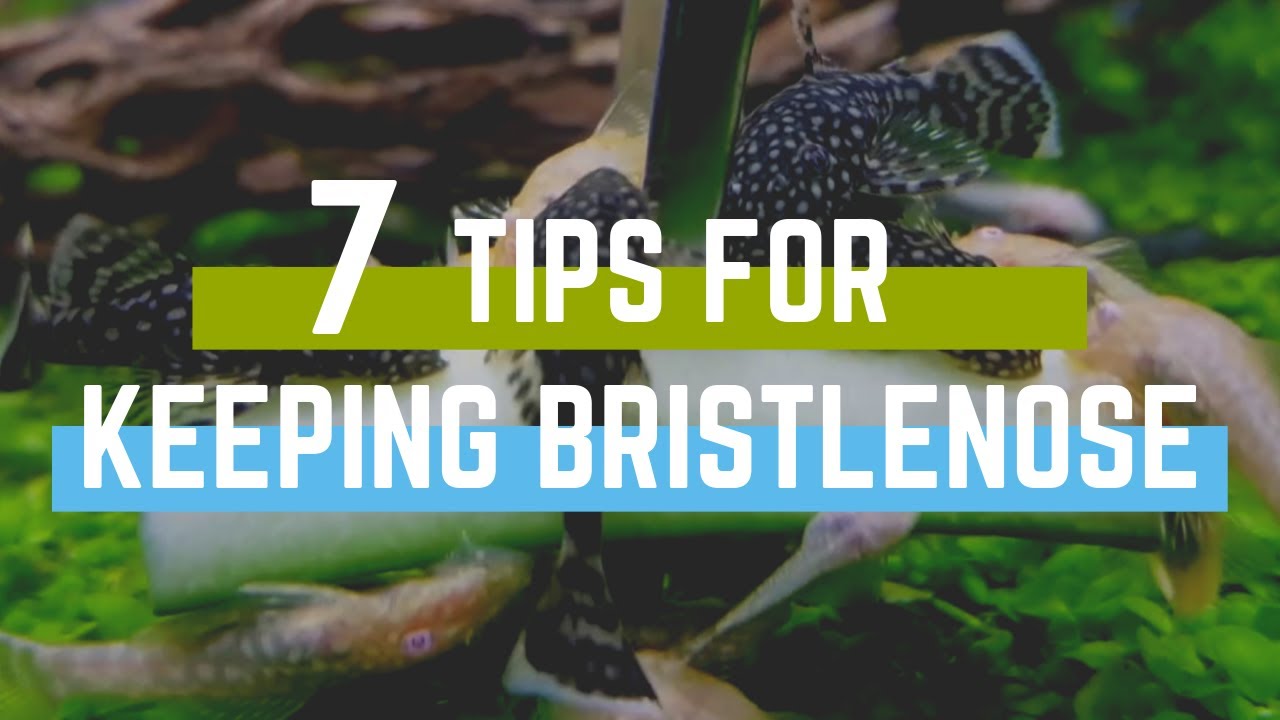 7 Tips For Keeping Bristlenose Plecos In An Aquarium