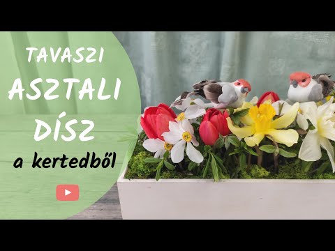 Videó: Hogyan díszítsd otthonodat Bonsai fákkal?