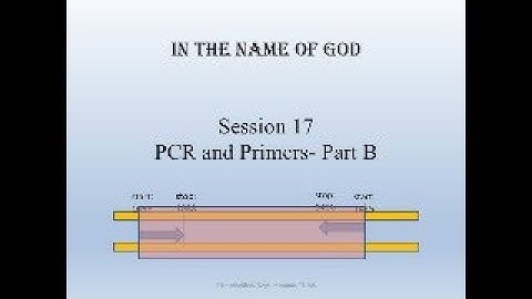 Bioinformatics Session 17- PCR and Primers- Part B