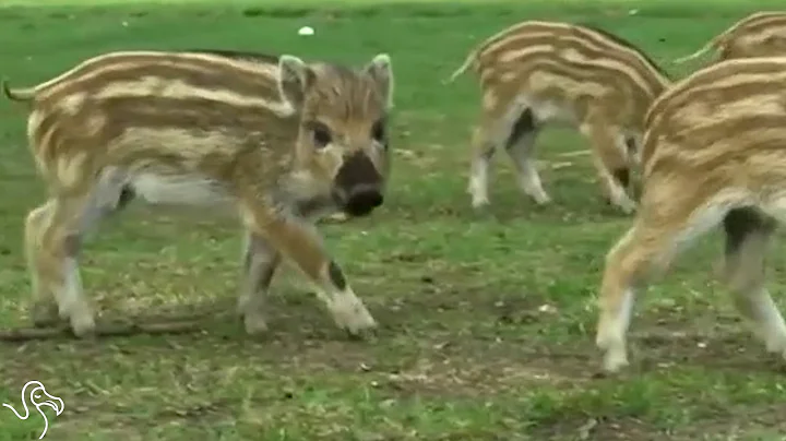 Wild Boar Piglets Are Completely Charming