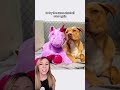 Dog steals purple unicorn from store 5 times and goes home with it