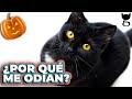 CÓMO CUIDO A MI GATO NEGRO EN HALLOWEEN | LA GATERÍA TV