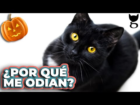 Video: Consejos De Seguridad De Halloween Para Su Gato